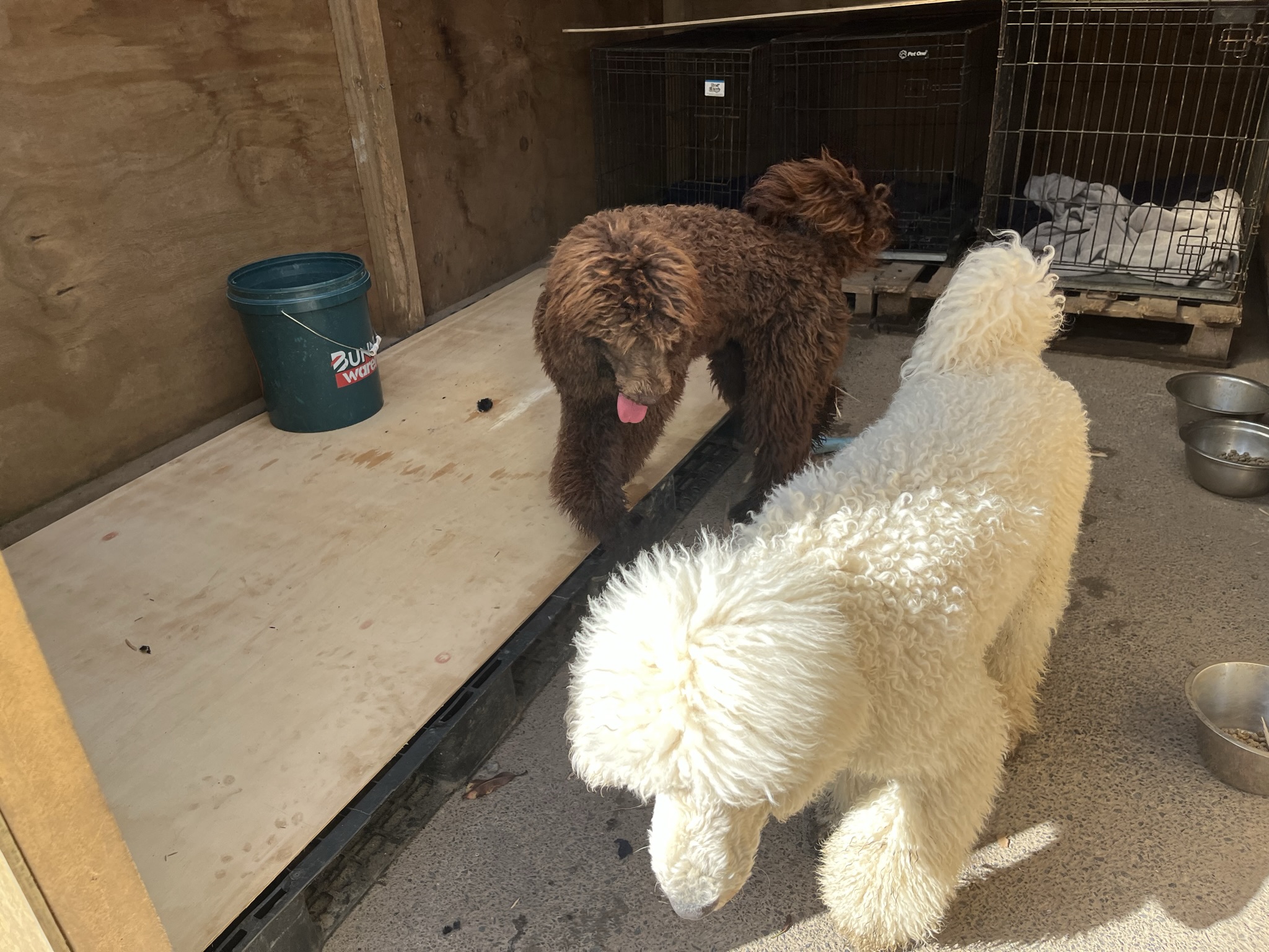 Goldendoodles, Groodles & Retrodoodles puppies from Bellawai Dogs, breeders based in the Bay of Islands, Northland, New Zealand.