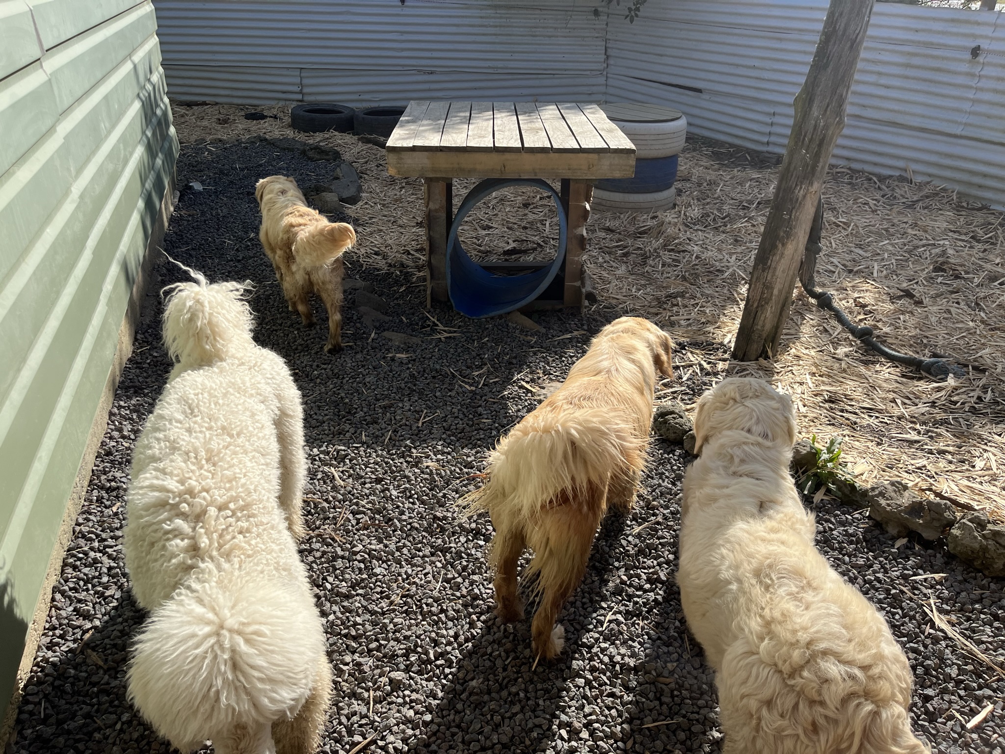 Goldendoodles, Groodles & Retrodoodles puppies from Bellawai Dogs, breeders based in the Bay of Islands, Northland, New Zealand.