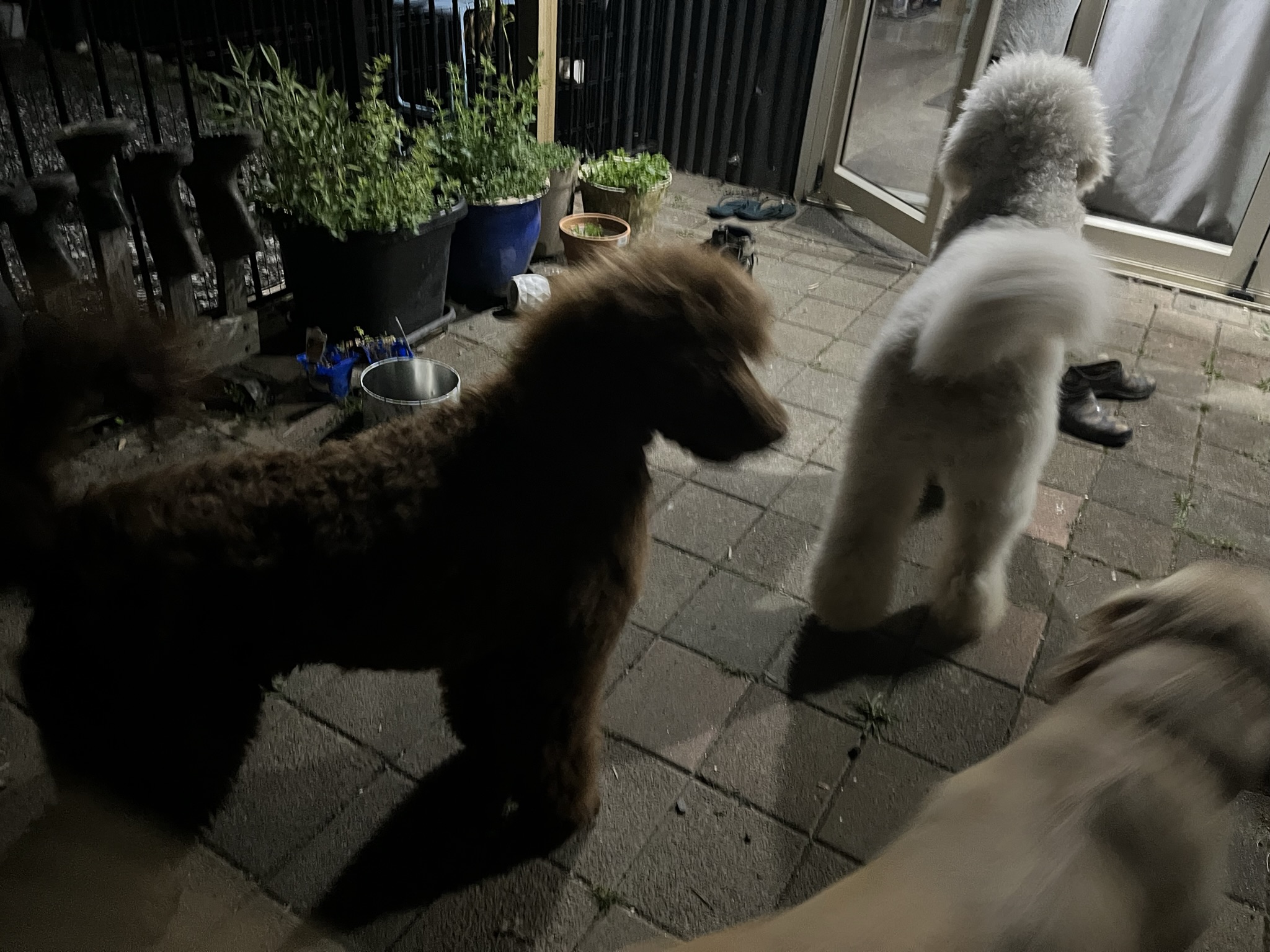 Goldendoodles, Groodles & Retrodoodles puppies from Bellawai Dogs, breeders based in the Bay of Islands, Northland, New Zealand.