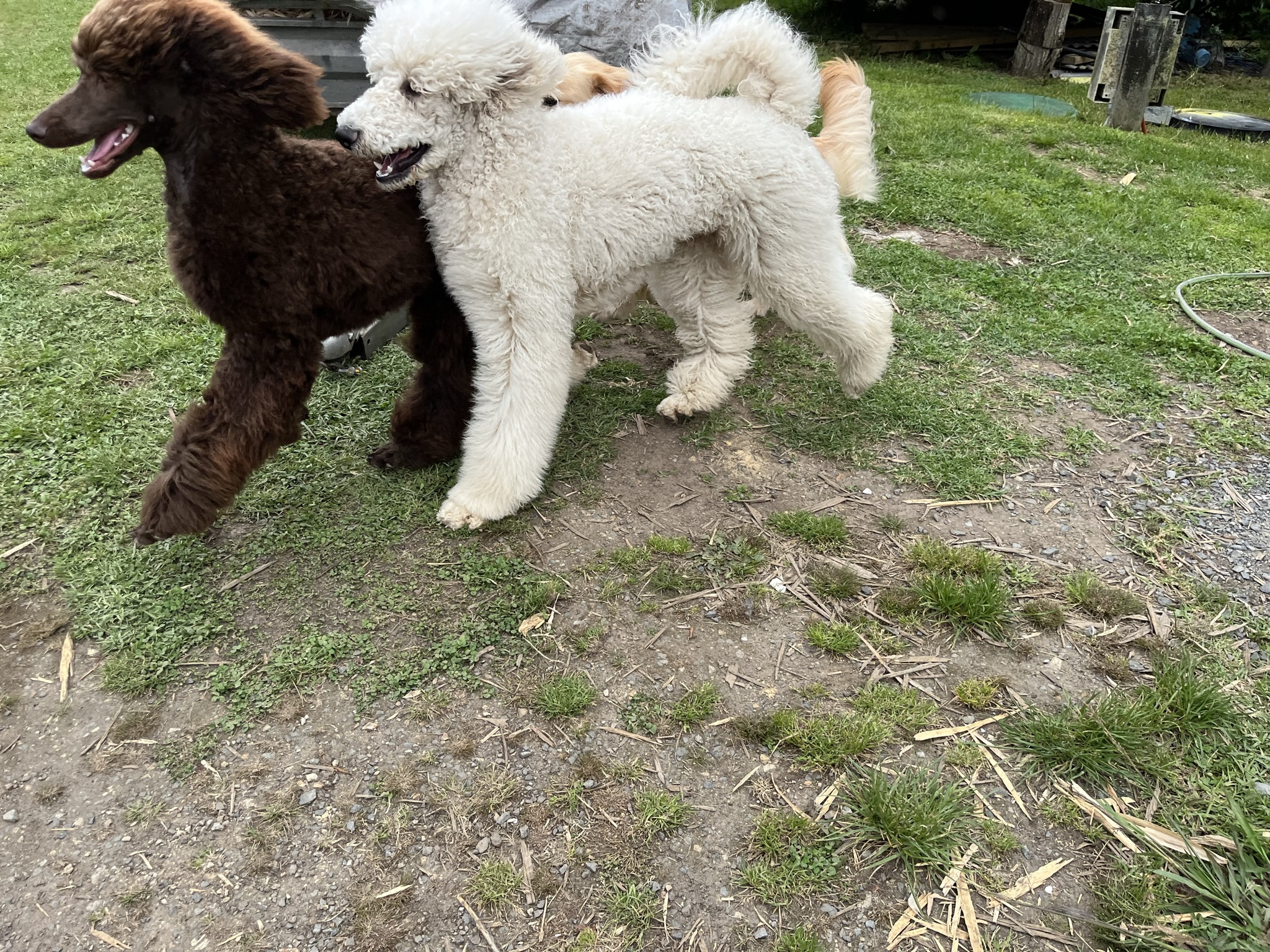 Goldendoodles, Groodles & Retrodoodles puppies from Bellawai Dogs, breeders based in the Bay of Islands, Northland, New Zealand.