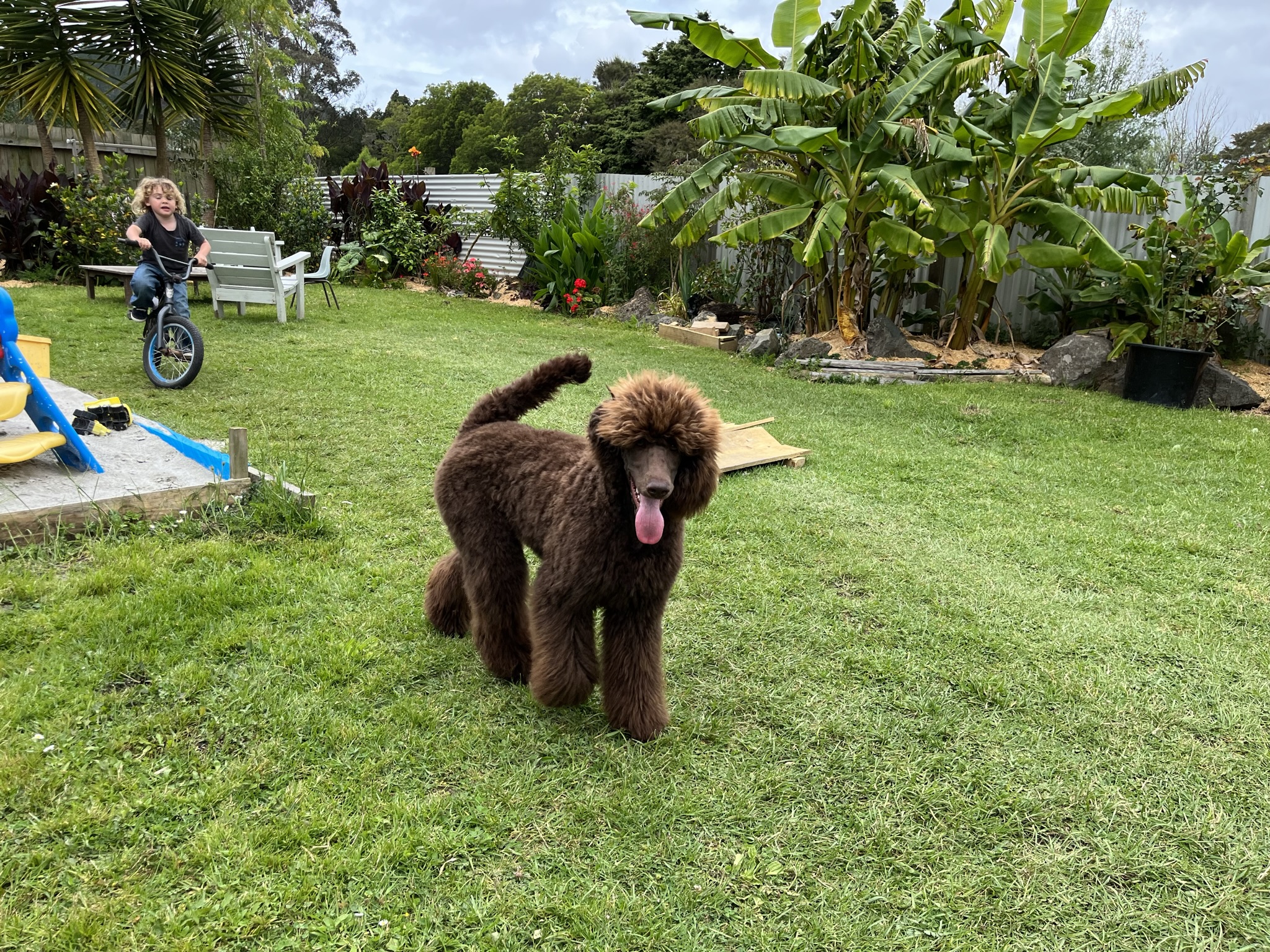 Goldendoodles, Groodles & Retrodoodles puppies from Bellawai Dogs, breeders based in the Bay of Islands, Northland, New Zealand.