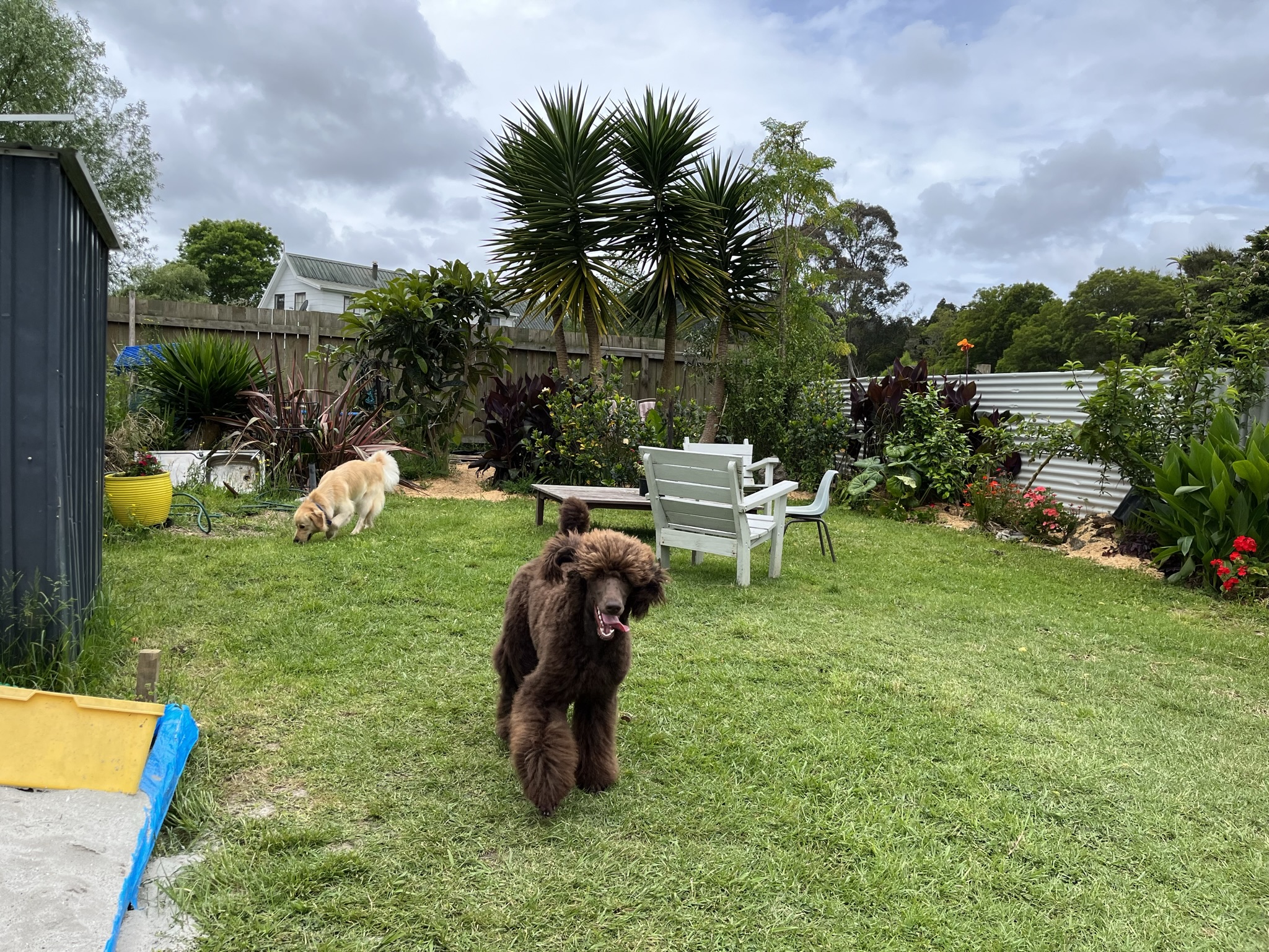 Goldendoodles, Groodles & Retrodoodles puppies from Bellawai Dogs, breeders based in the Bay of Islands, Northland, New Zealand.