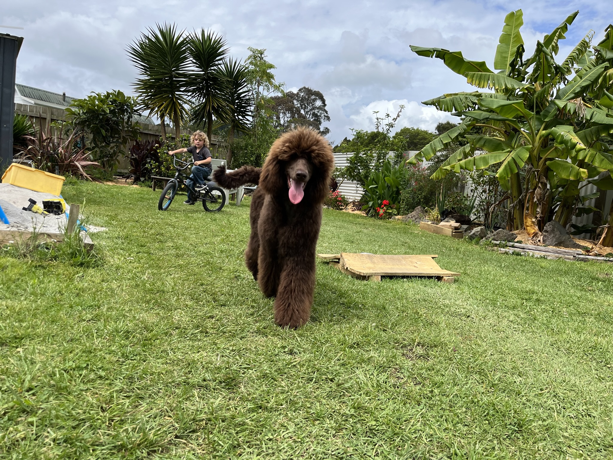 Goldendoodles, Groodles & Retrodoodles puppies from Bellawai Dogs, breeders based in the Bay of Islands, Northland, New Zealand.