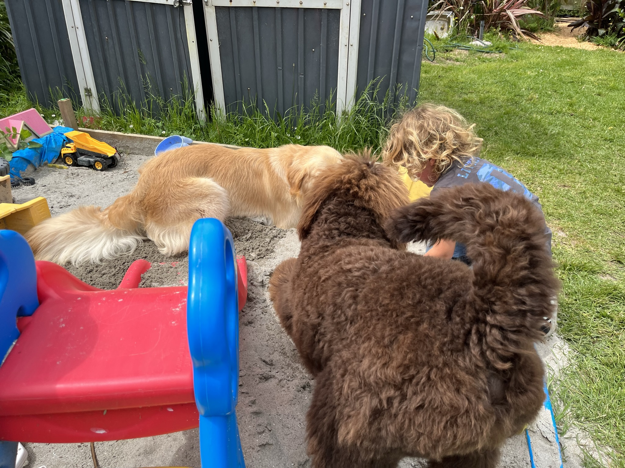 Goldendoodles, Groodles & Retrodoodles puppies from Bellawai Dogs, breeders based in the Bay of Islands, Northland, New Zealand.