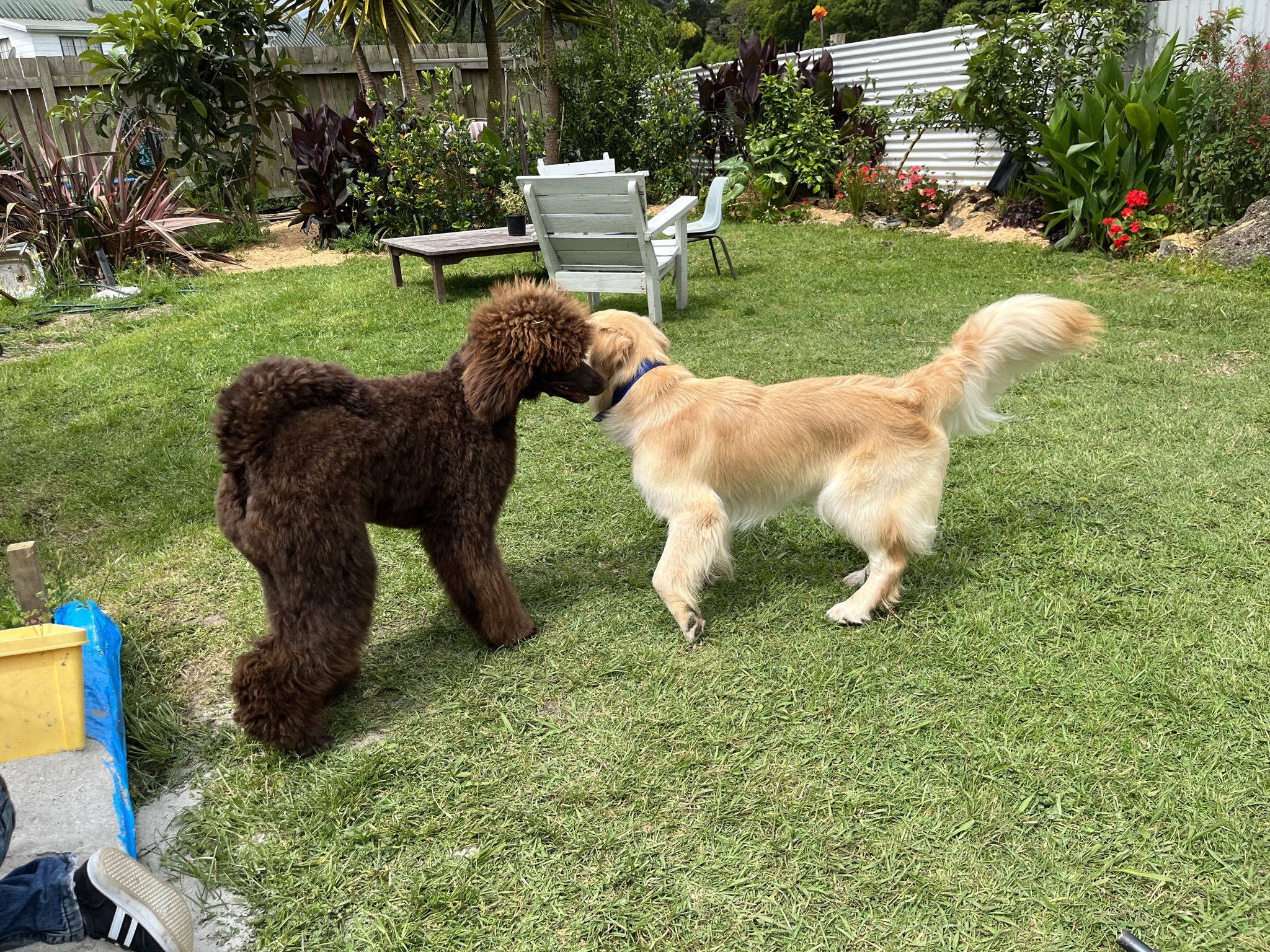 Goldendoodles, Groodles & Retrodoodles puppies from Bellawai Dogs, breeders based in the Bay of Islands, Northland, New Zealand.