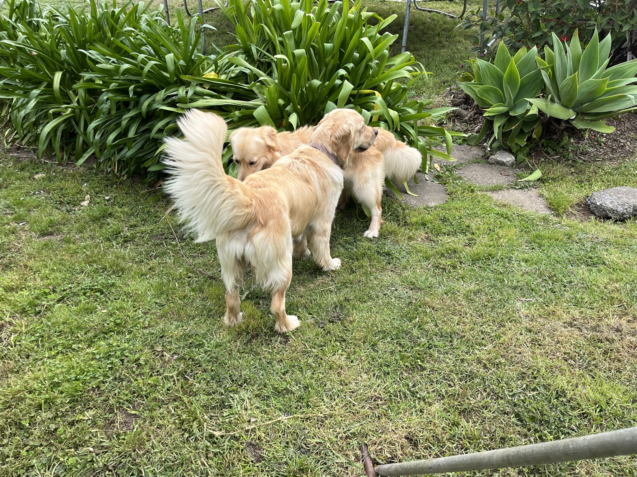 Goldendoodles, Groodles & Retrodoodles puppies from Bellawai Dogs, breeders based in the Bay of Islands, Northland, New Zealand.