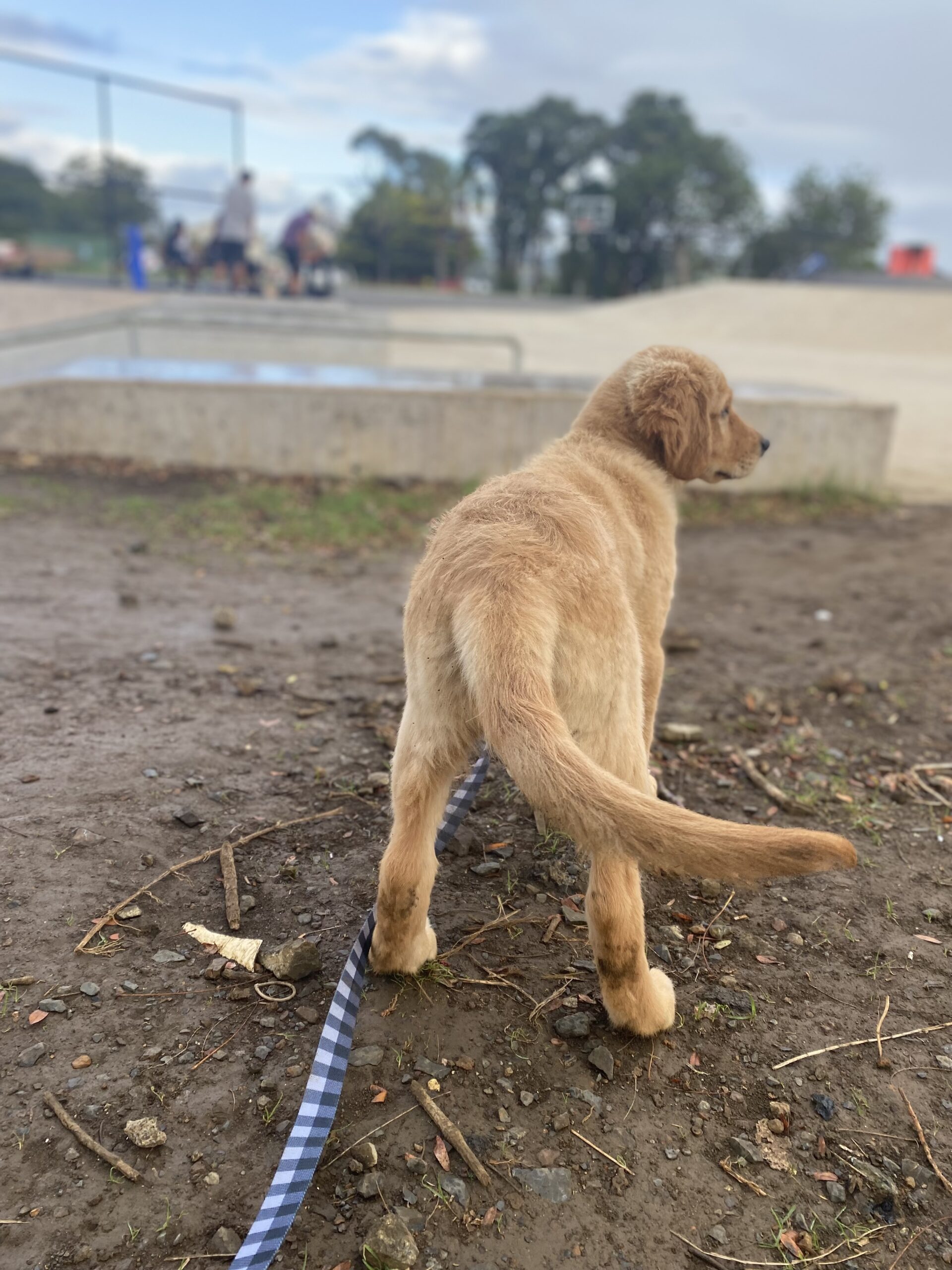 Goldendoodles, Groodles & Retrodoodles puppies from Bellawai Dogs, breeders based in the Bay of Islands, Northland, New Zealand.