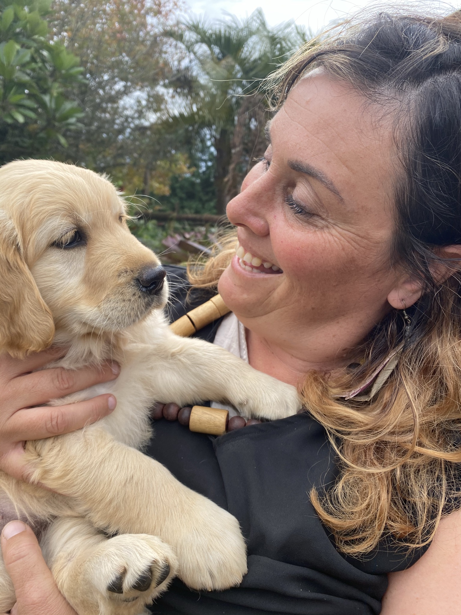 Goldendoodles, Groodles & Retrodoodles puppies from Bellawai Dogs, breeders based in the Bay of Islands, Northland, New Zealand.