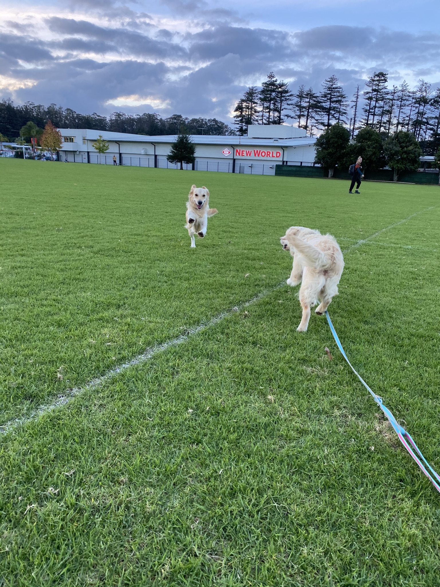 Goldendoodles, Groodles & Retrodoodles puppies from Bellawai Dogs, breeders based in the Bay of Islands, Northland, New Zealand.