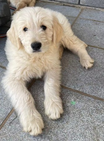 Goldendoodles, Groodles & Retrodoodles puppies from Bellawai Dogs, breeders based in the Bay of Islands, Northland, New Zealand.