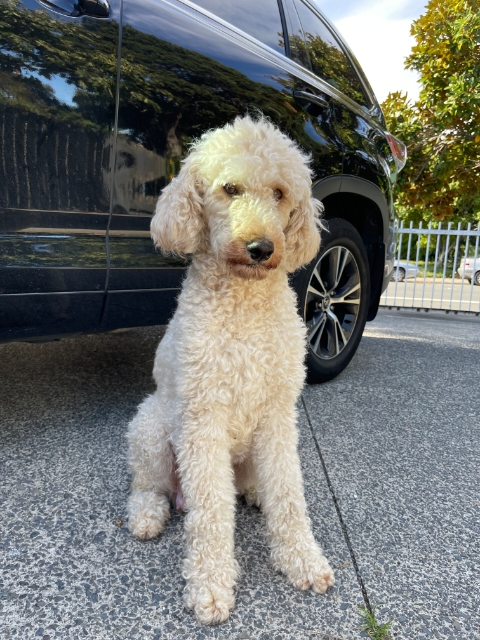 Goldendoodles, Groodles & Retrodoodles puppies from Bellawai Dogs, breeders based in the Bay of Islands, Northland, New Zealand.